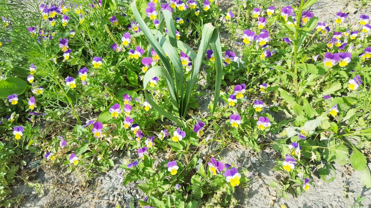 ehető virágok a kertben